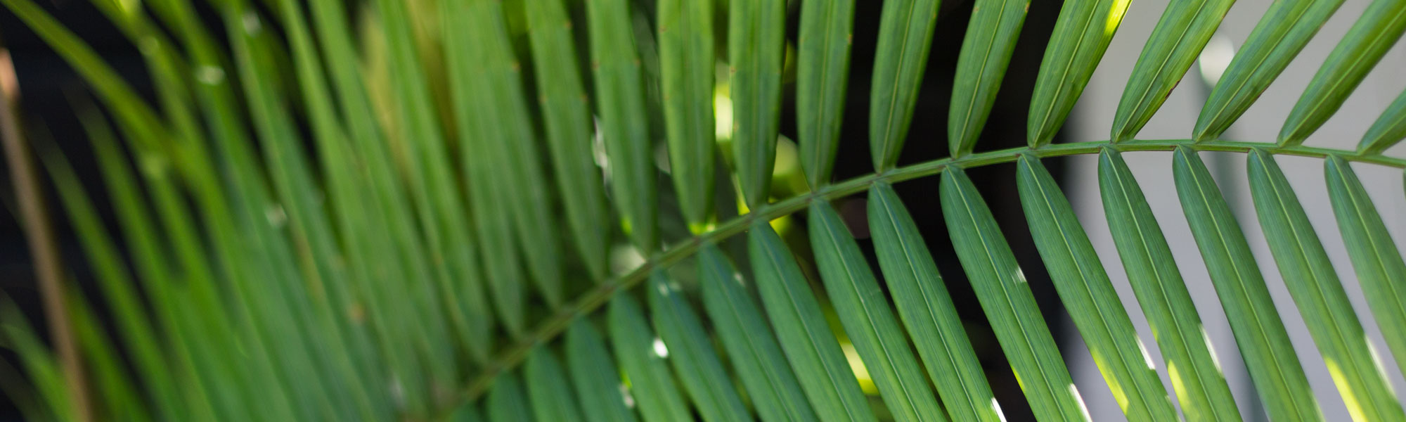 Landscape Palm